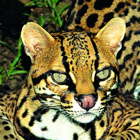 do ocelots make good pets|ocelot vs house cat size.